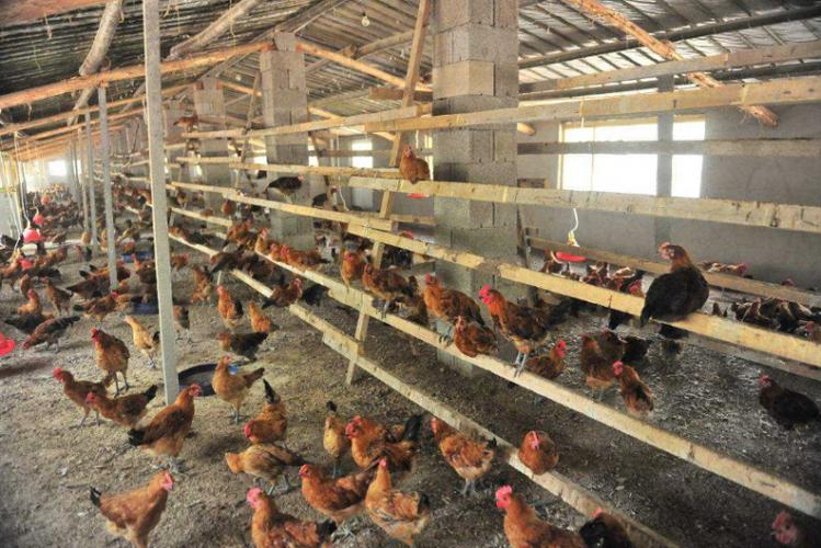 投資一條小型雞糞有機(jī)肥生產(chǎn)線多少錢