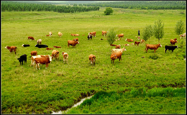牛糞有機肥生產(chǎn)線設(shè)備要多錢？