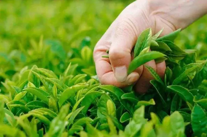 化肥、有機肥和生物菌肥可以混搭嘛？