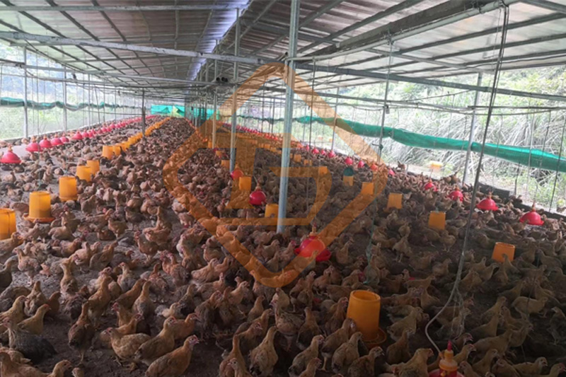 雞糞發(fā)酵有機(jī)肥，蘊(yùn)藏大玄機(jī)