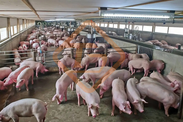 養(yǎng)豬場糞便如何清除的?養(yǎng)豬場糞便無害化處理設(shè)備和方法有哪些?