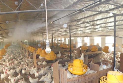 雞糞如何發(fā)酵成有機肥