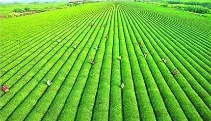 替代化肥的肥料來了！