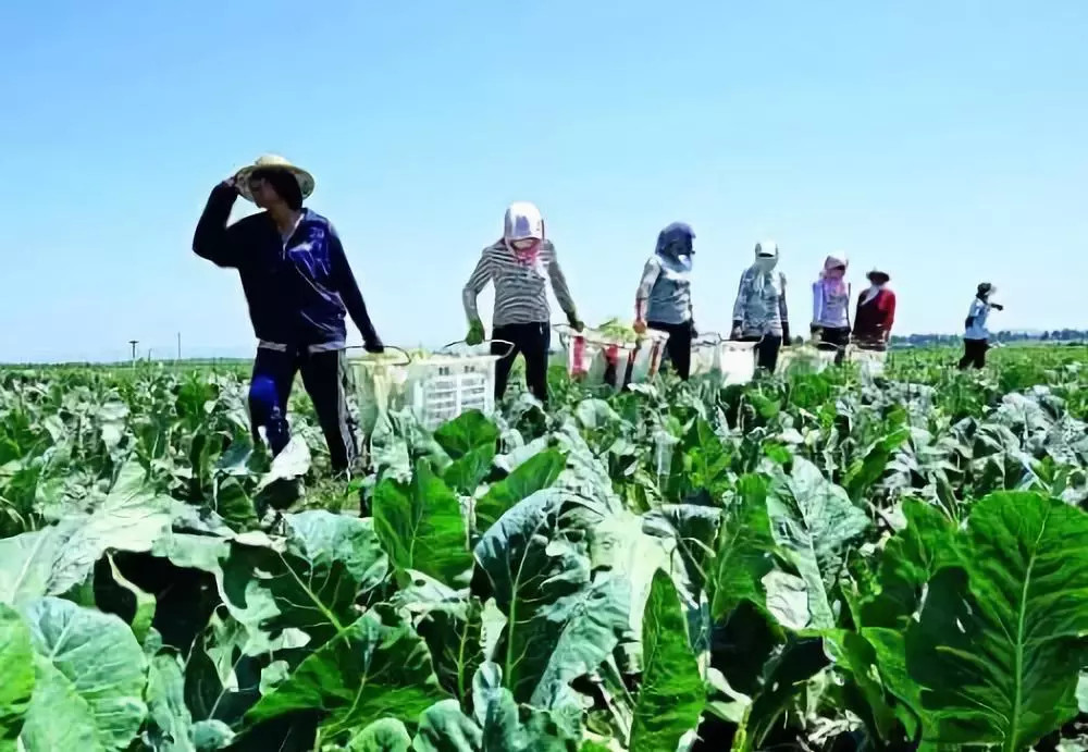 為什么要使用更多的有機肥料？看完你就明白了！